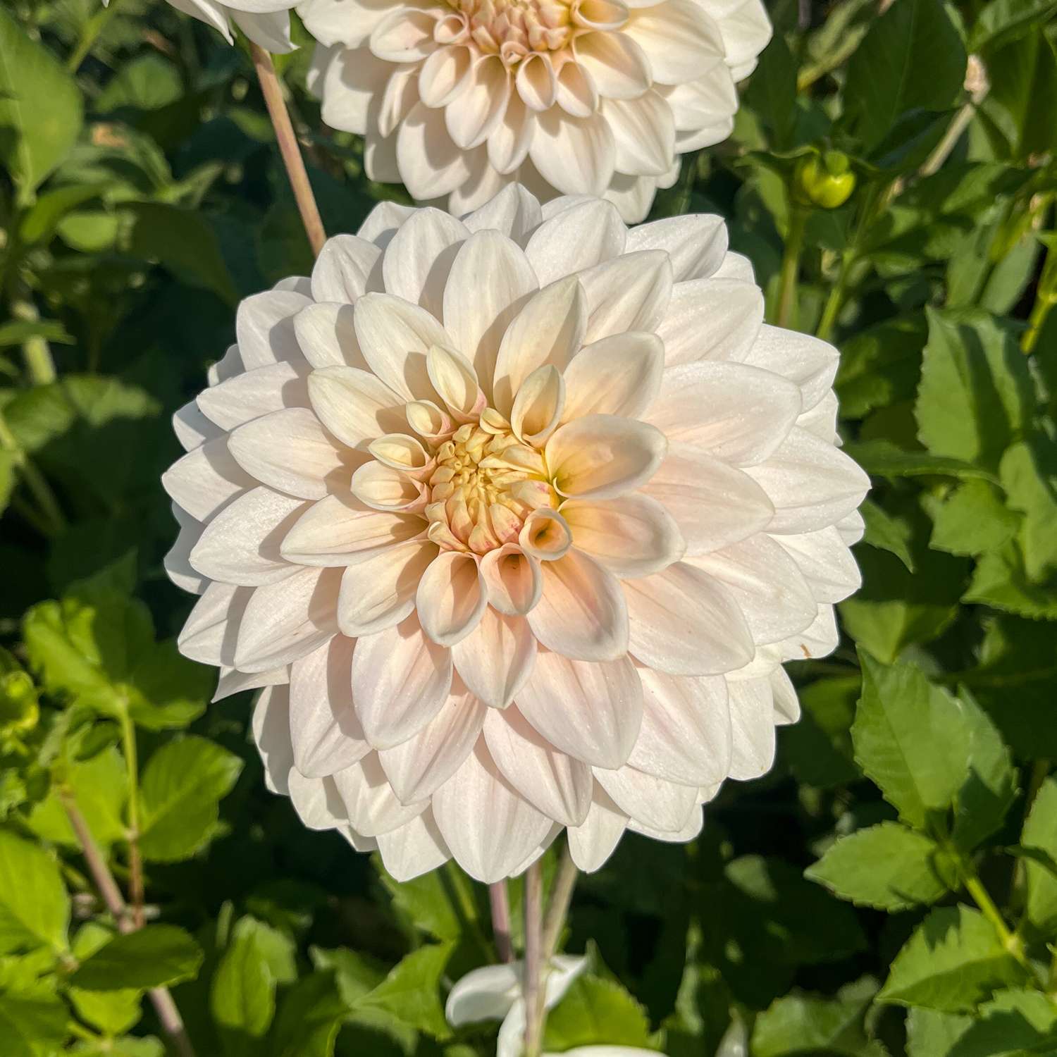 Daalia ‘Glossy Carlita’